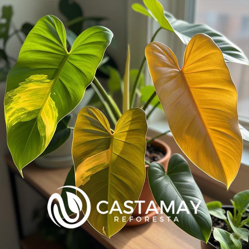 Philodendron Ruaysap 